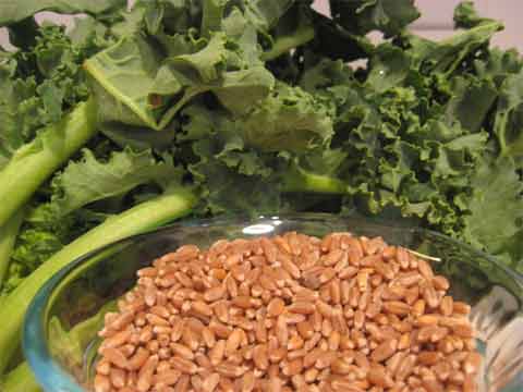 Kale and wheat berries